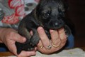 DSC_d3.jpg